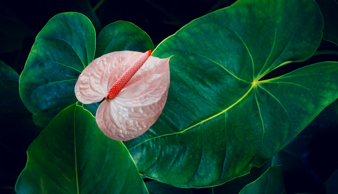 anthurium