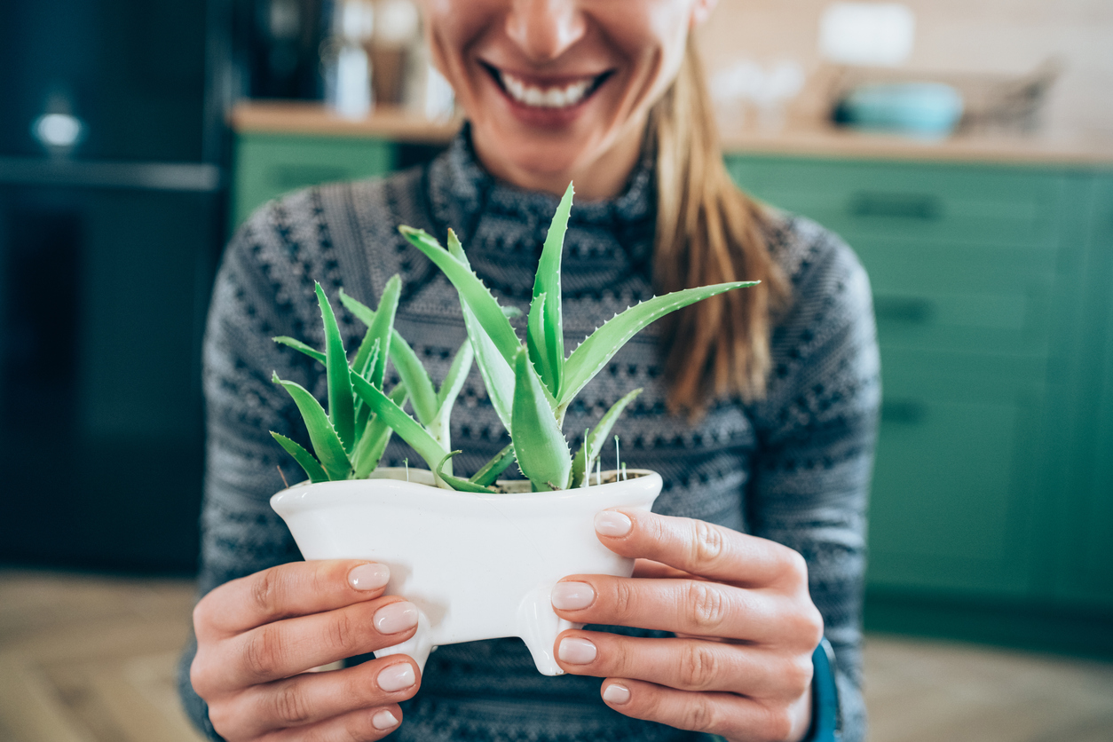 il significato delle piante: aloe vera