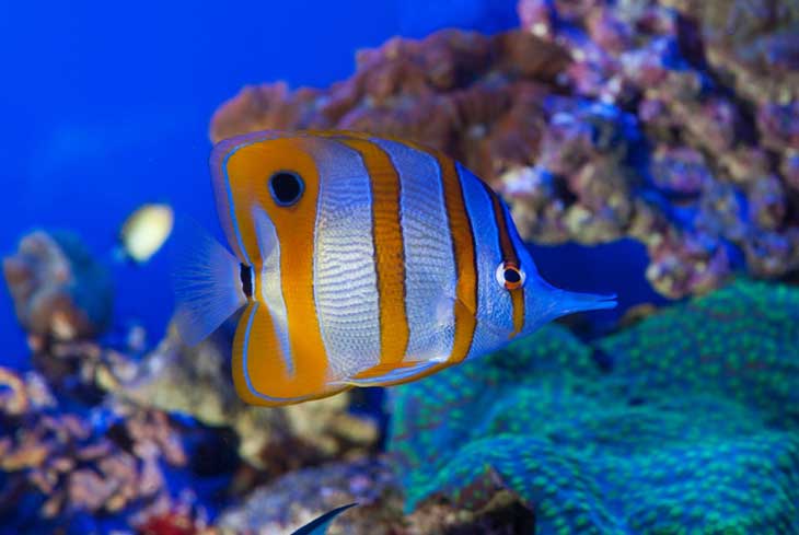 Quante piante in un acquario. – Acquari blog