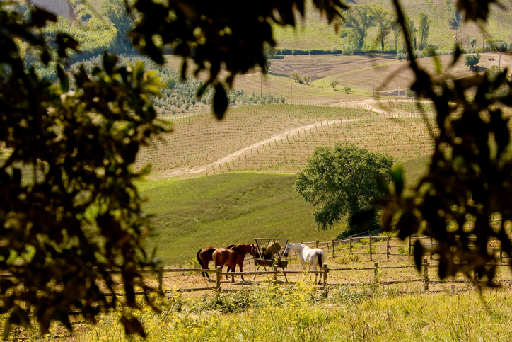 Valle di Bolgheri, Toscana