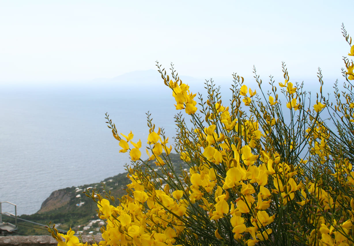 ginestre isola d'elba