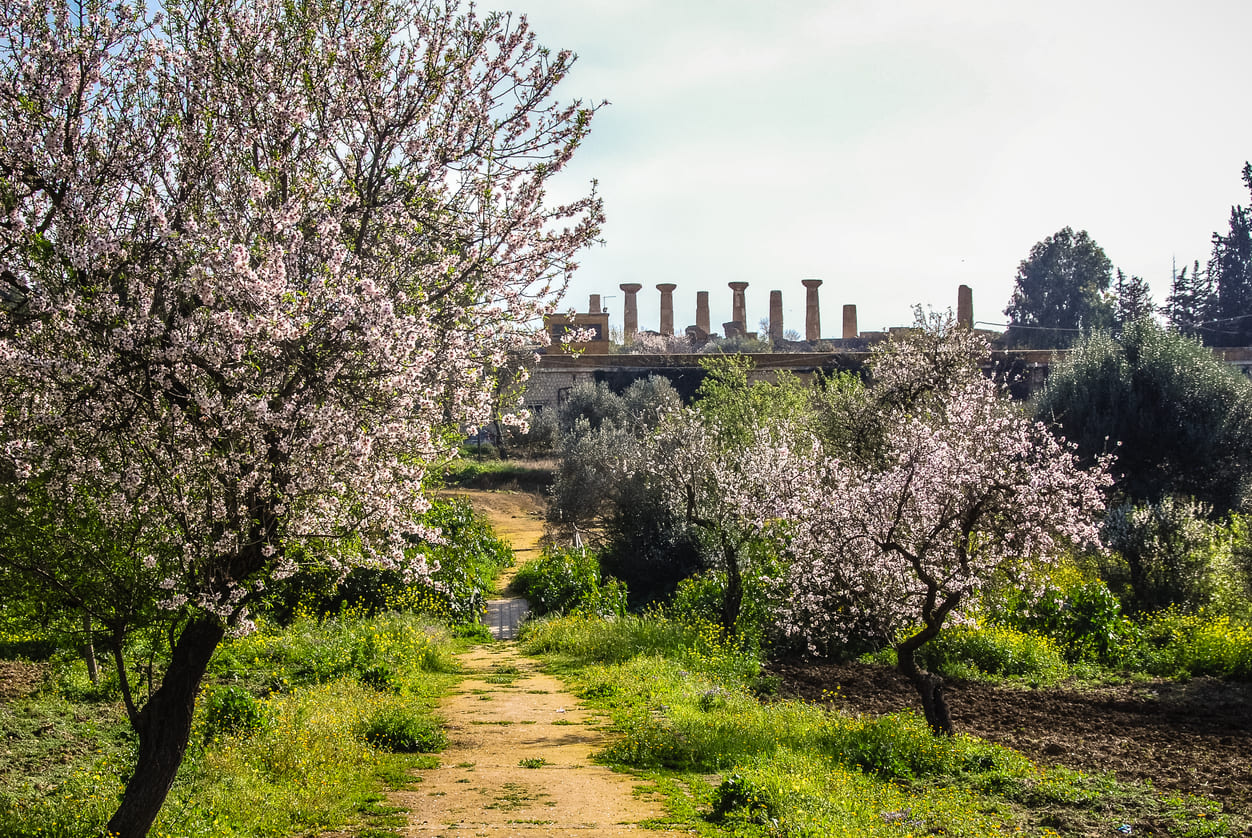 mandorli agrigento