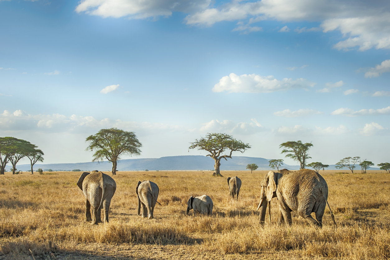 vacanza in africa con iberostar