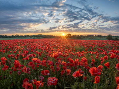 campi instagrammabili fiori